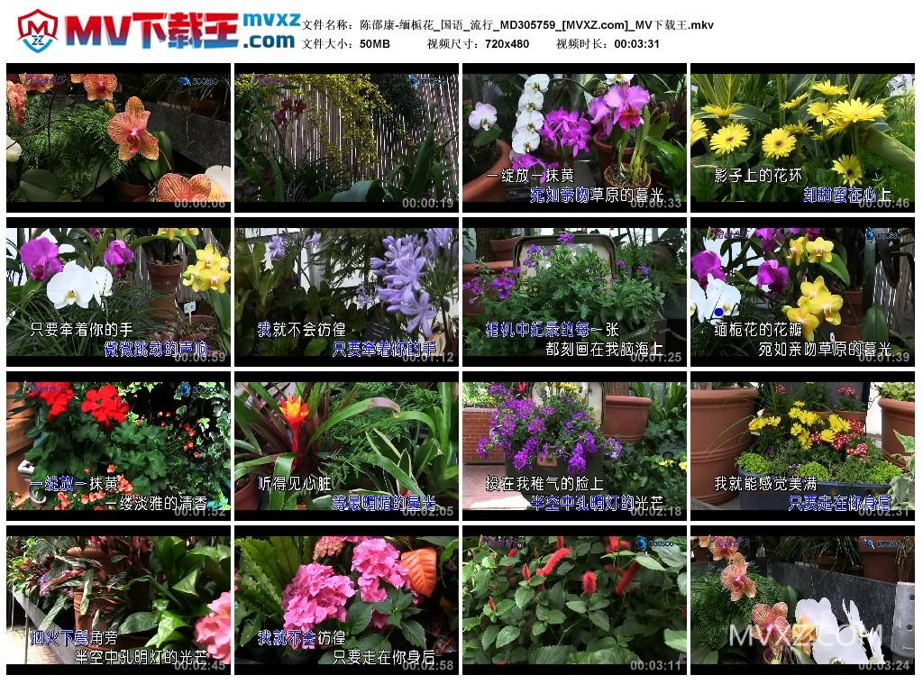陈邵康-缅栀花_国语_流行_MD305759